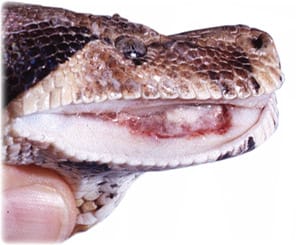 Photo of a boa suffering from mouth rot (stomatitis)