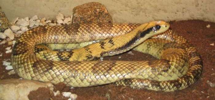 A male false water cobra